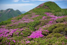 大船山のミヤマキリシマ群落